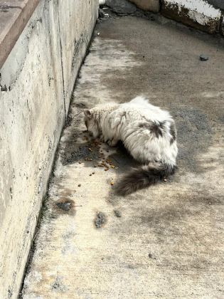 SOKAĞA TERKEDİLMİŞ KEDİMİZ