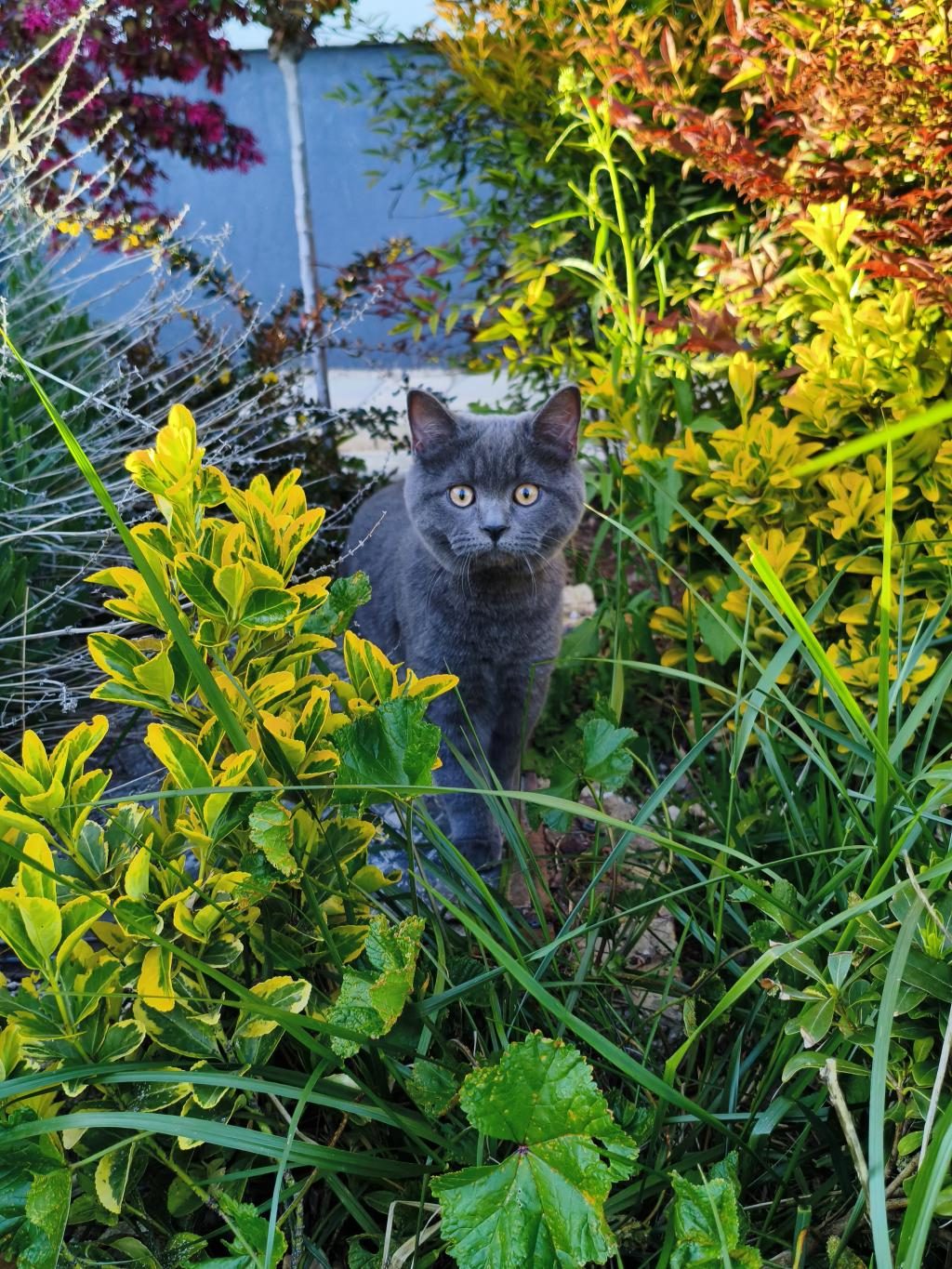 5 AYLIK ERKEK KEDİMİZ