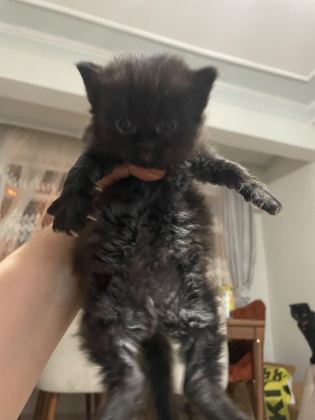 NORVEÇ ORMAN KEDİSİ 1 AYLIK