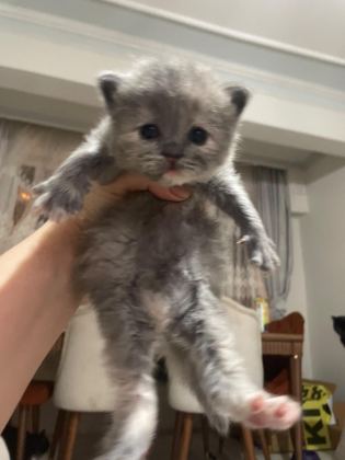 NORVEÇ ORMAN KEDİSİ 1 AYLIK