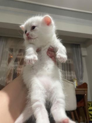 NORVEÇ ORMAN KEDİSİ 1 AYLIK