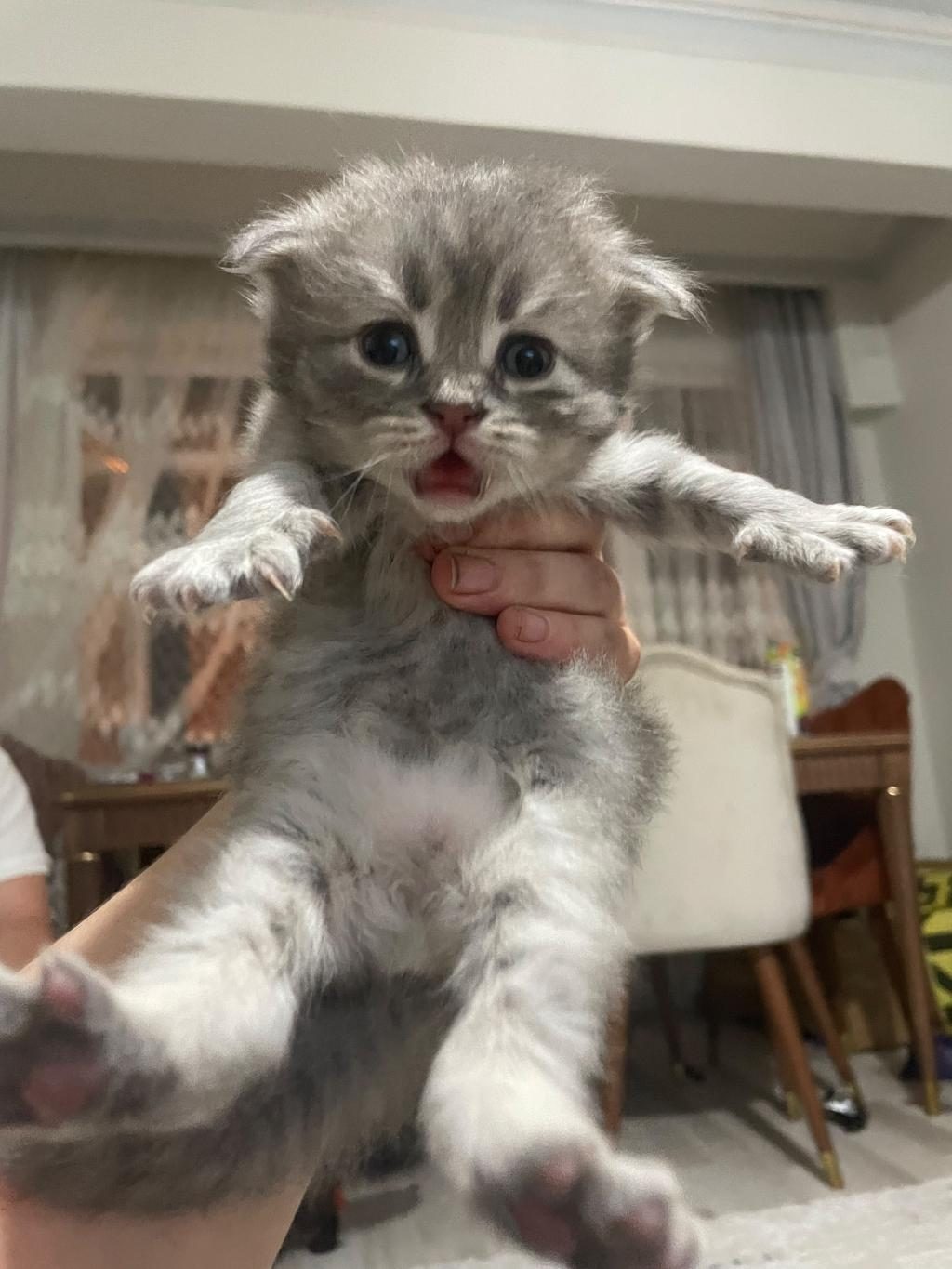 NORVEÇ ORMAN KEDİSİ 1 AYLIK
