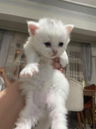 NORVEÇ ORMAN KEDİSİ 1 AYLIK