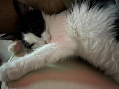 SMOKİN YAVRU KEDİLERİME YUVA ARIYORUM