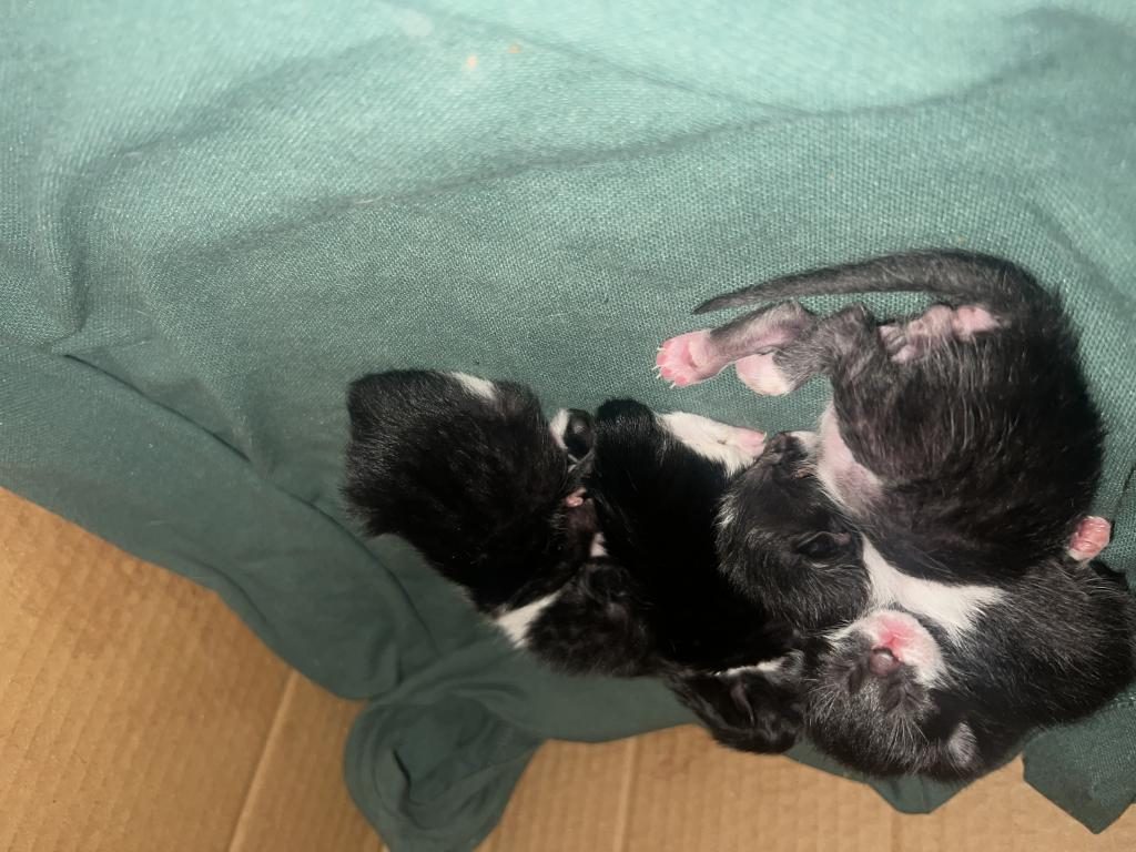 SMOKİN YAVRU KEDİLERİME YUVA ARIYORUM