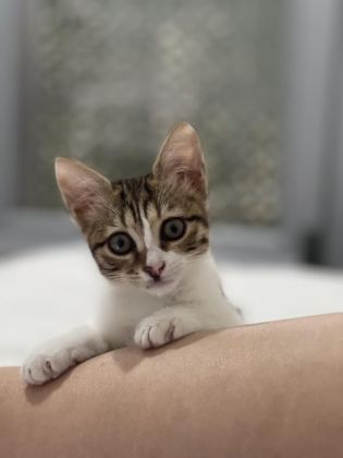 DİŞİ KEDİMİZ