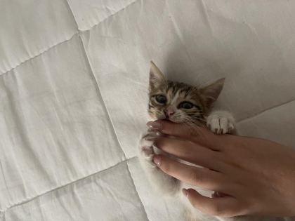 DİŞİ KEDİMİZ