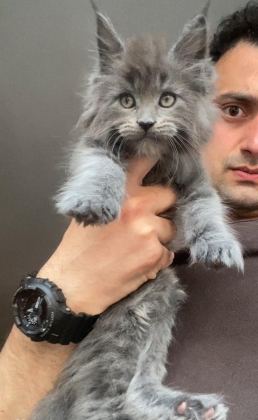 XXXL MAİNE COON ERKEK YAVRULAR (YURT DIŞI ŞECERELİ DERECELİ)