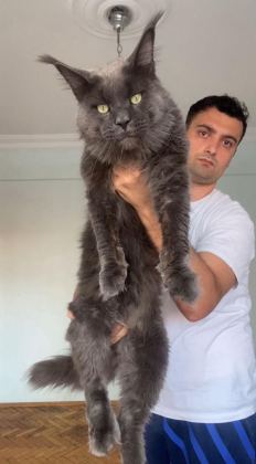 XXL YURT DIŞI ÜST KALİTE ERKEK KEDİLER