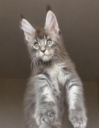 TAM BİR VAŞAK XXXL ERKEK MAİNE COON