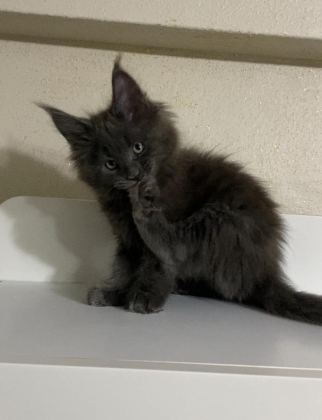 XXL DEV ERKEK YAVRU MAİNE COON