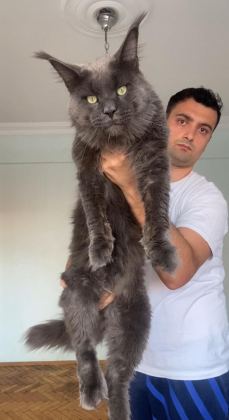 DEV XXXL KAN MAİNE COON YAVRULAR