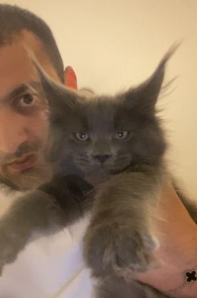 XXXL ERKEK MAİNE COON