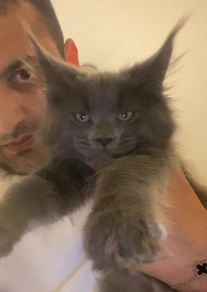 XXXL ERKEK MAİNE COON