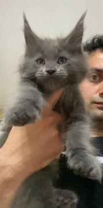 XXL YURT DIŞI ÜST KALİTE ERKEK KEDİLER