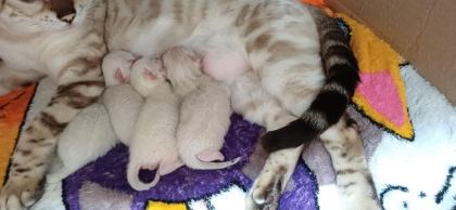 SNOW BENGAL YAVRULAR WCF