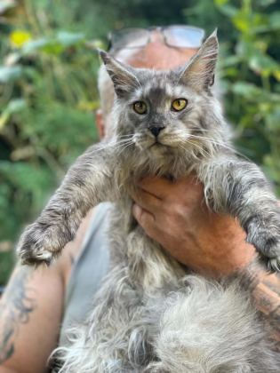 LÜKS VE ÜST KALİTE MAİNE COON YAVRULARI