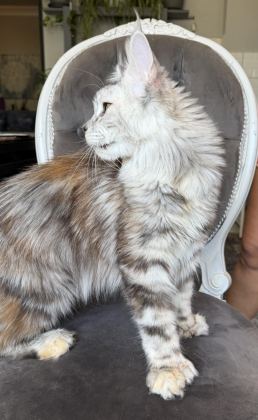 MAİNE COON XXXL POLYDACTYL DİŞİ SILVER 66/66