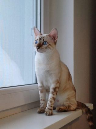 SNOW BENGAL YAVRULAR WCF