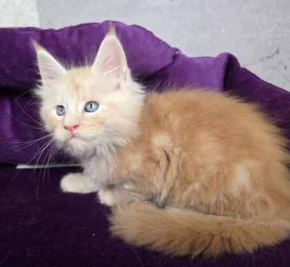 DEV MAİNE COON ERKEKLER