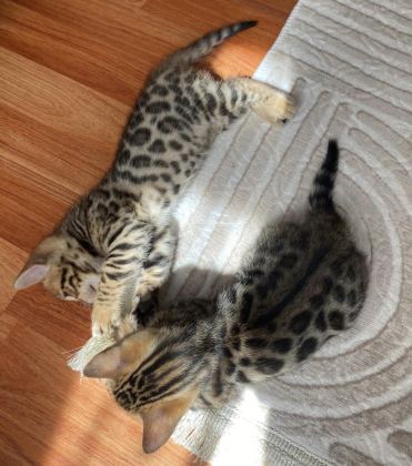 SEÇKİN KAN HATLARINDAN BENGAL YAVRULARI