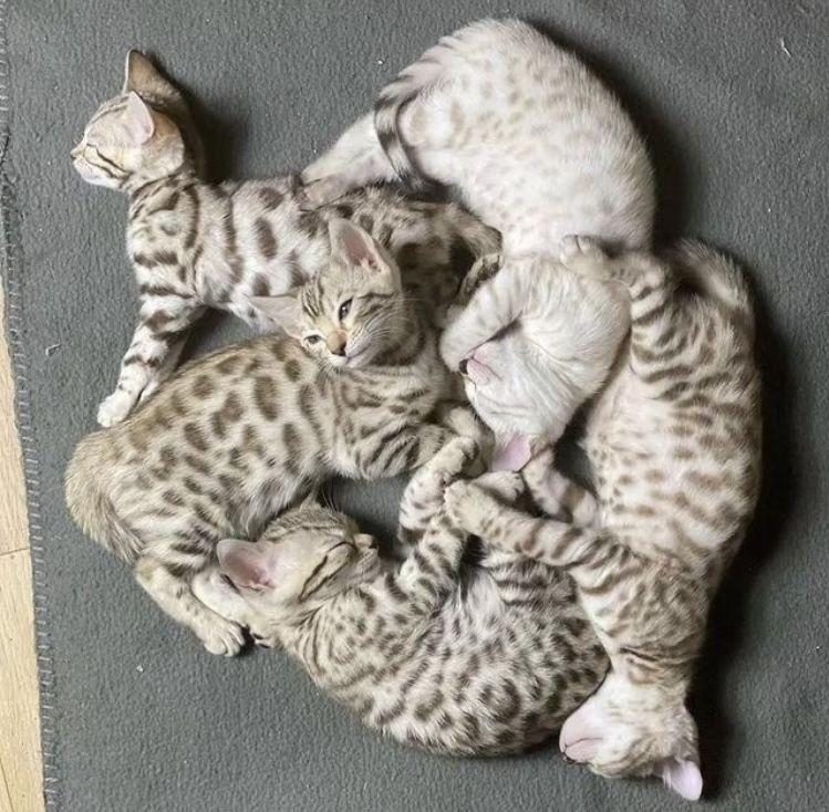 SNOW BENGAL KEDİSİ RUSYA GİRİŞLİ