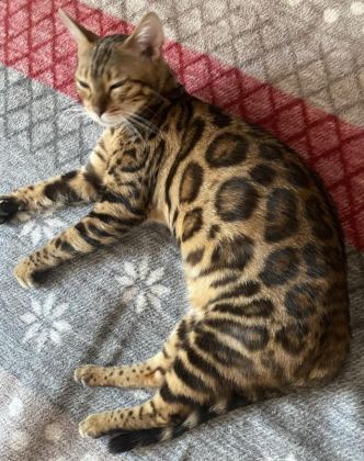 SEÇKİN KAN HATLARINDAN BENGAL YAVRULARI