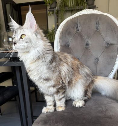 MAİNE COON XXXL POLYDACTYL DİŞİ SILVER 66/66