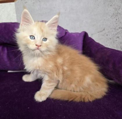 DEV MAİNE COON ERKEKLER