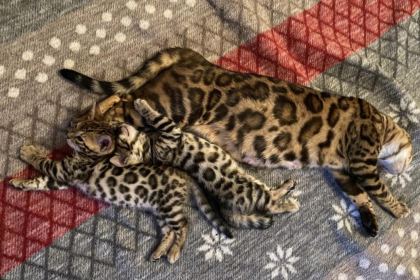 SEÇKİN KAN HATLARINDAN BENGAL YAVRULARI