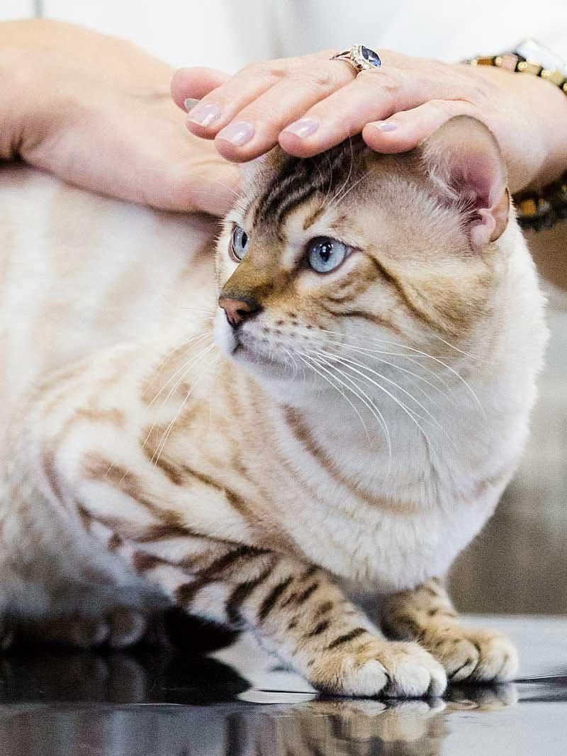 SNOW BENGAL YAVRULAR WCF