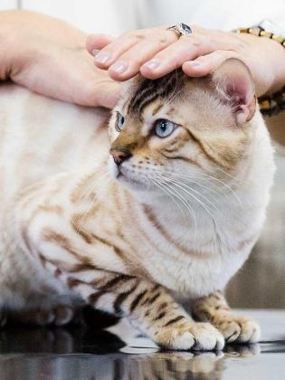 SNOW BENGAL YAVRULAR WCF