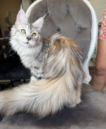 MAİNE COON XXXL POLYDACTYL DİŞİ SILVER 66/66