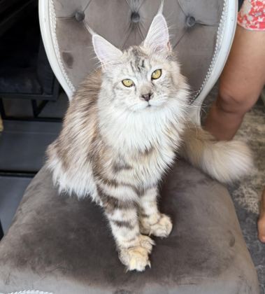 MAİNE COON XXXL POLYDACTYL DİŞİ SILVER 66/66