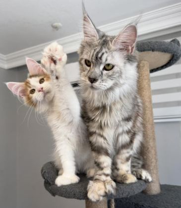 MAİNE COON XXXL POLYDACTYL DİŞİ SILVER 66/66