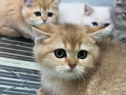 EN GÜZEL BEYAZ MAVİ GÖZLÜ BRİTİSH SHORTHAİR YAVRULAR