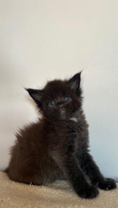 MİNİK DEV KARA PANTER KEDİMİZ IGOR