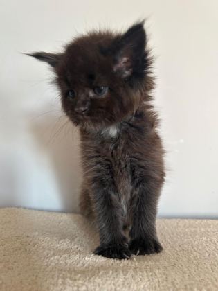 MİNİK DEV KARA PANTER KEDİMİZ IGOR