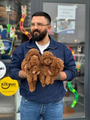 Çağrı Çemçem İn Sizin İçin Seçtiği Yavrular
