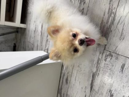 Pomeranian Boo Safkan