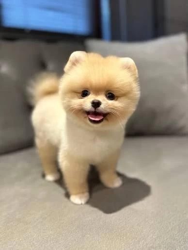 Pomeranian Boo Safkan