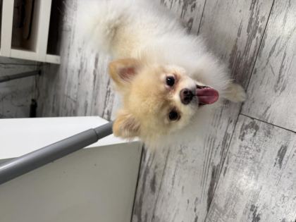 POMERANİAN BOO SAFKAN