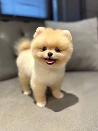 POMERANİAN BOO SAFKAN
