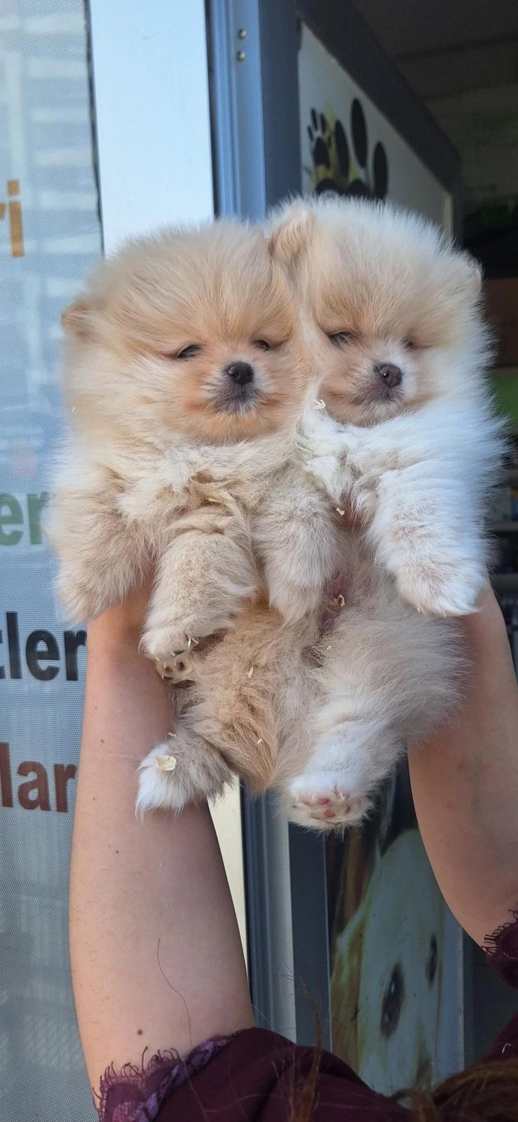 Pomeranian Boo Yavrular