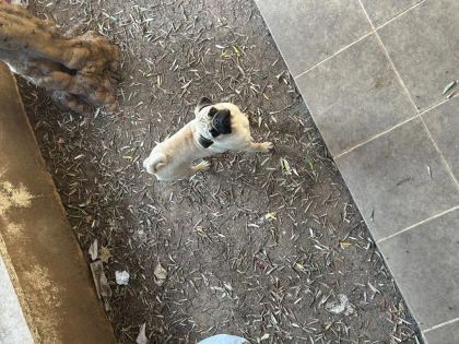 Orijinal Pug 3 Aylık