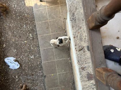 1 YAŞINDA SAFKAN PUG