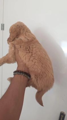 İrk Ve Sağlik Garantili Golden Retriever Yavru
