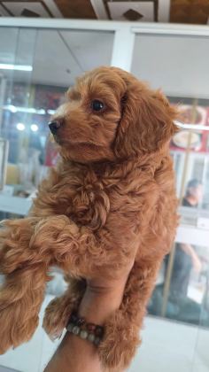 İrk Ve Sağlik Garantili Maltipoo Yavrumuz