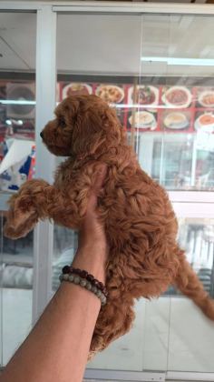 İrk Ve Sağlik Garantili Maltipoo Yavrumuz