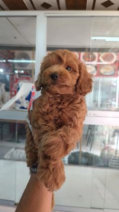 İrk Ve Sağlik Garantili Maltipoo Yavrumuz